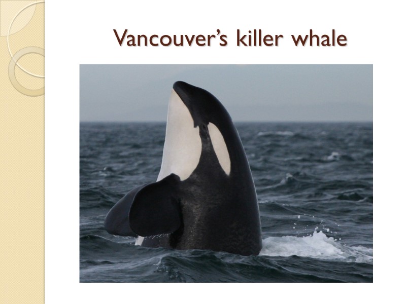 Vancouver’s killer whale